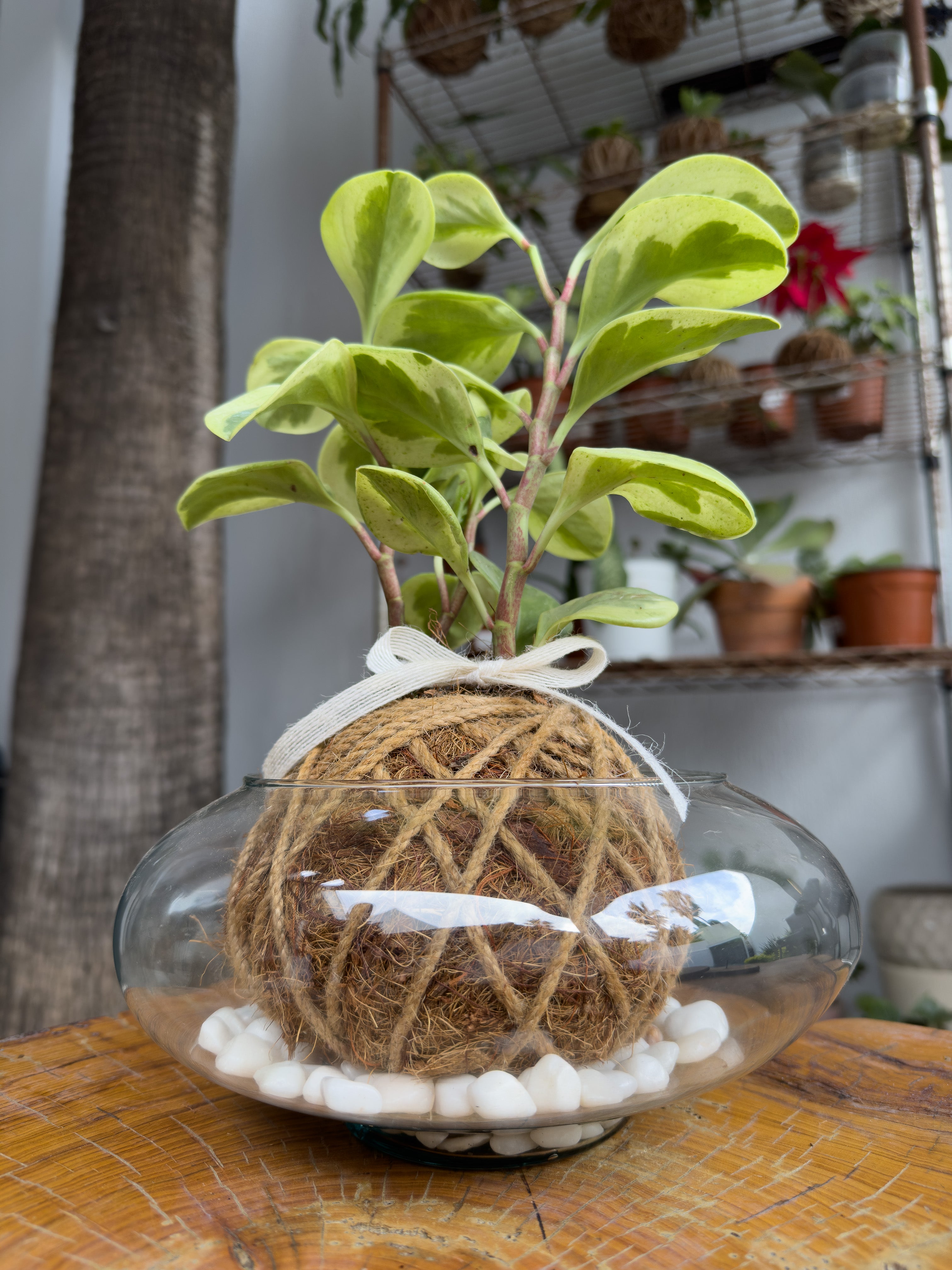 Peperomia Variegada