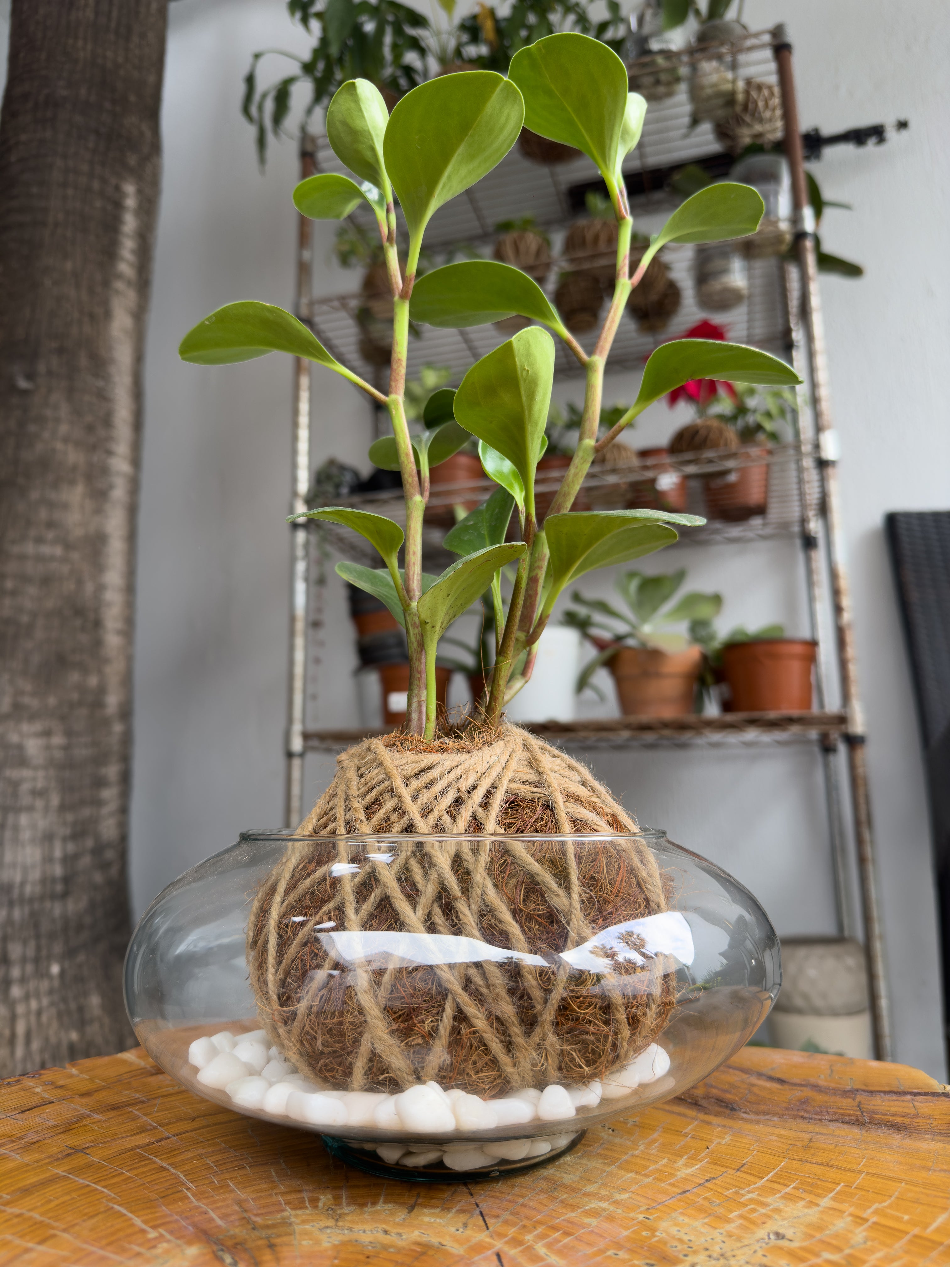 Peperomia Verde